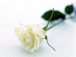 White_Rose_
